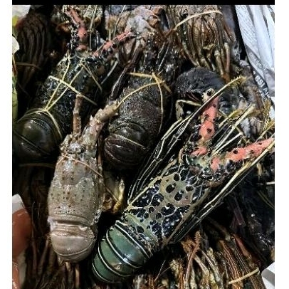 

LOBSTER LAUT 1 KG ISI 4-5