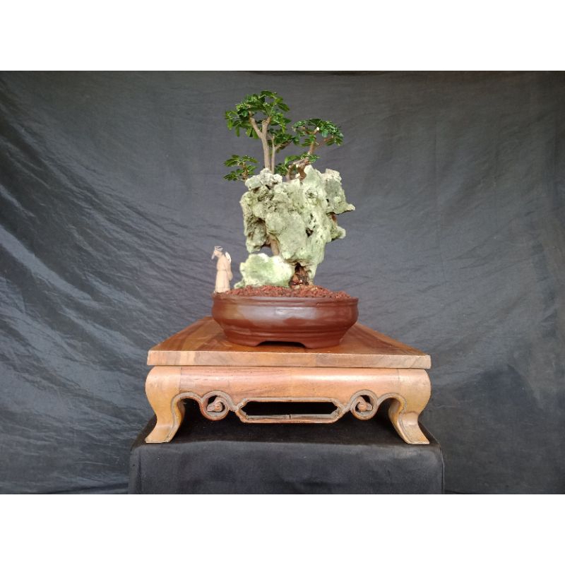 Bonsai Jeruk Kingkit,Miniatur Alam,Siap Pajang...