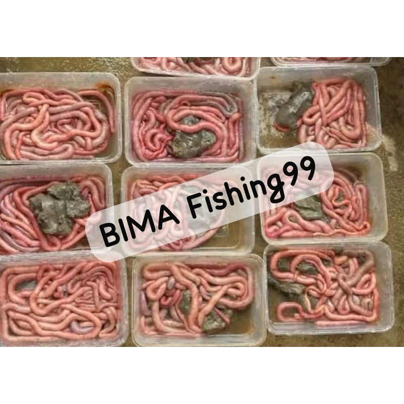 Umpan Cacing nipah Umpan Galatama #Umpan #Galatama #Cacing #Nipah