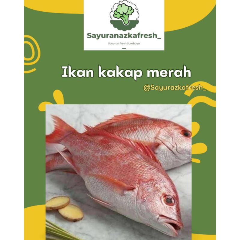 

ikan Kakap merah [±1kg]