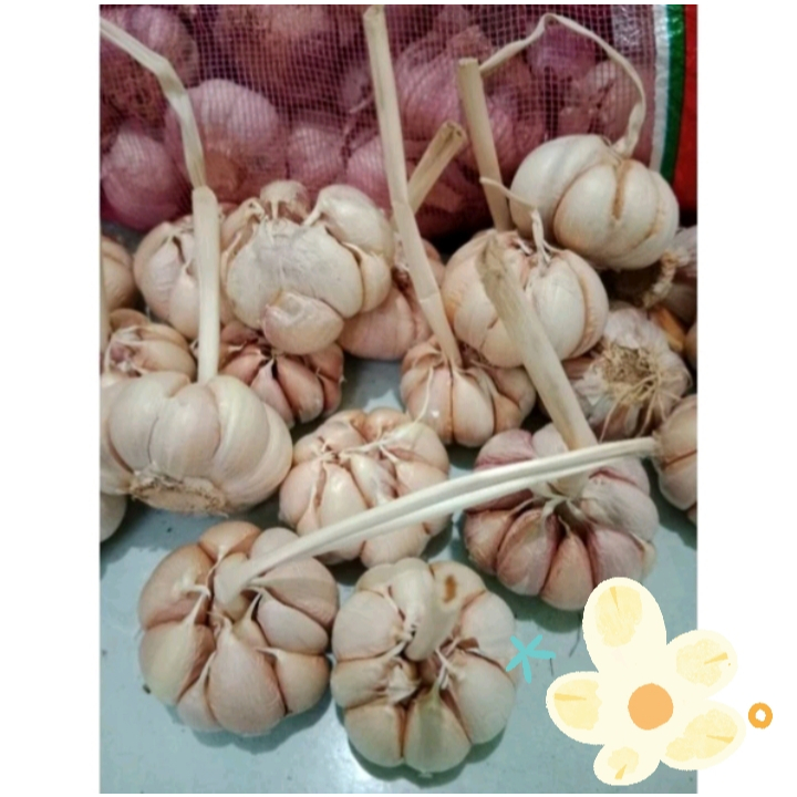 

Bawang putih sinco shinco 1 kg garlic kiloan sinco shinco