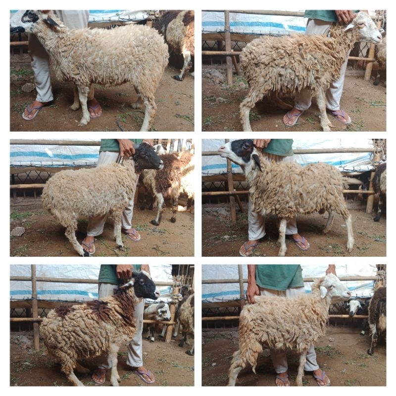 hewan qurban kambing dan domba ekonomis