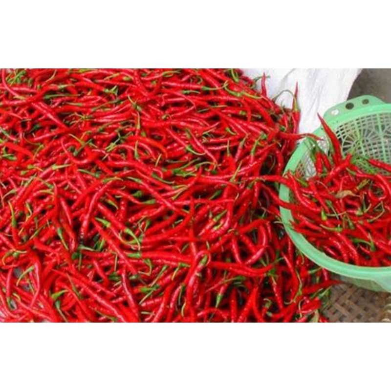 

Cabe/ Cabai Merah keriting 250 gr