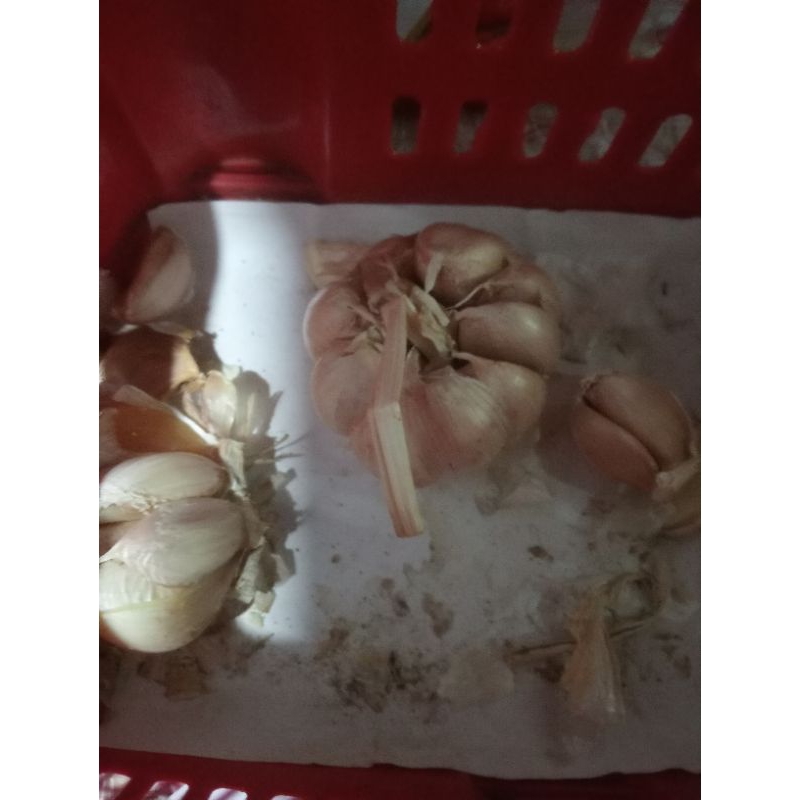 

Bawang putih 1kg