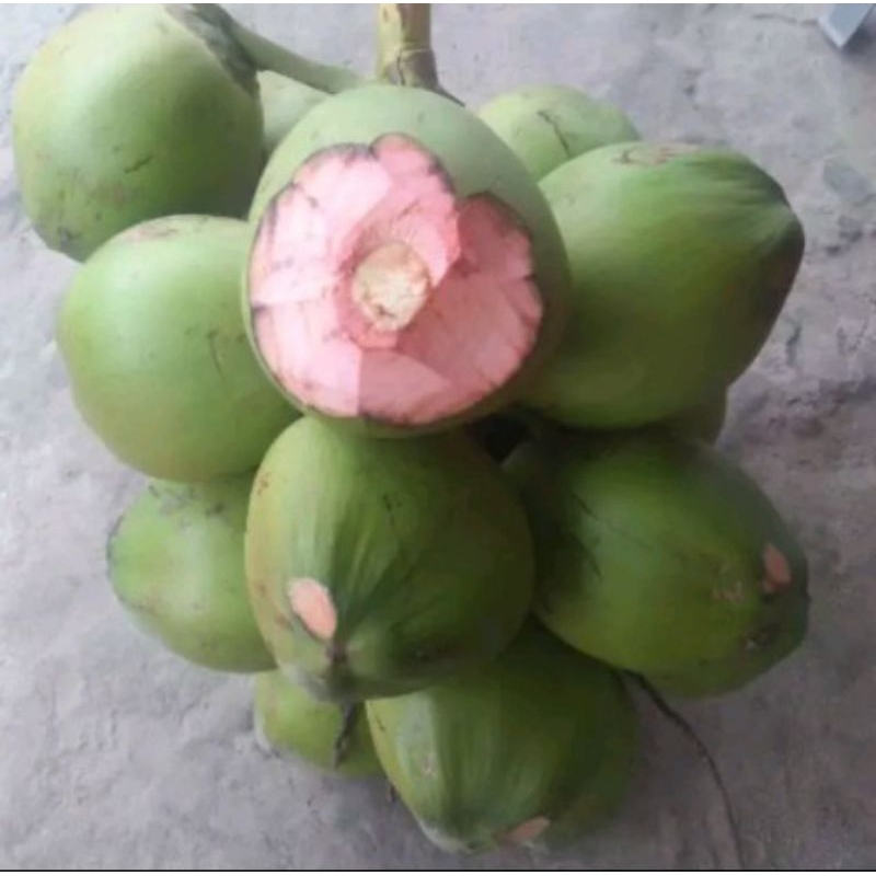 

kelapa ijo 100%