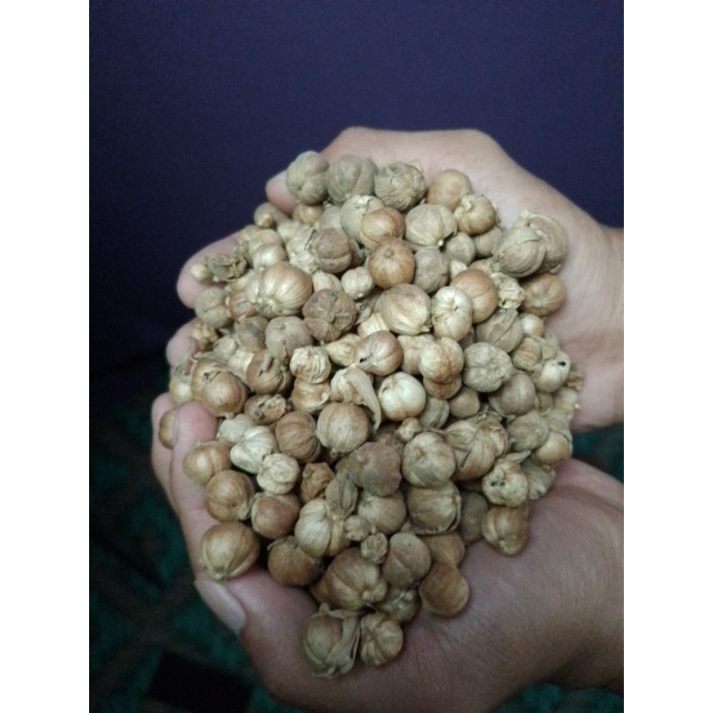 

Kapolaga / Kapulaga Kualitas premium