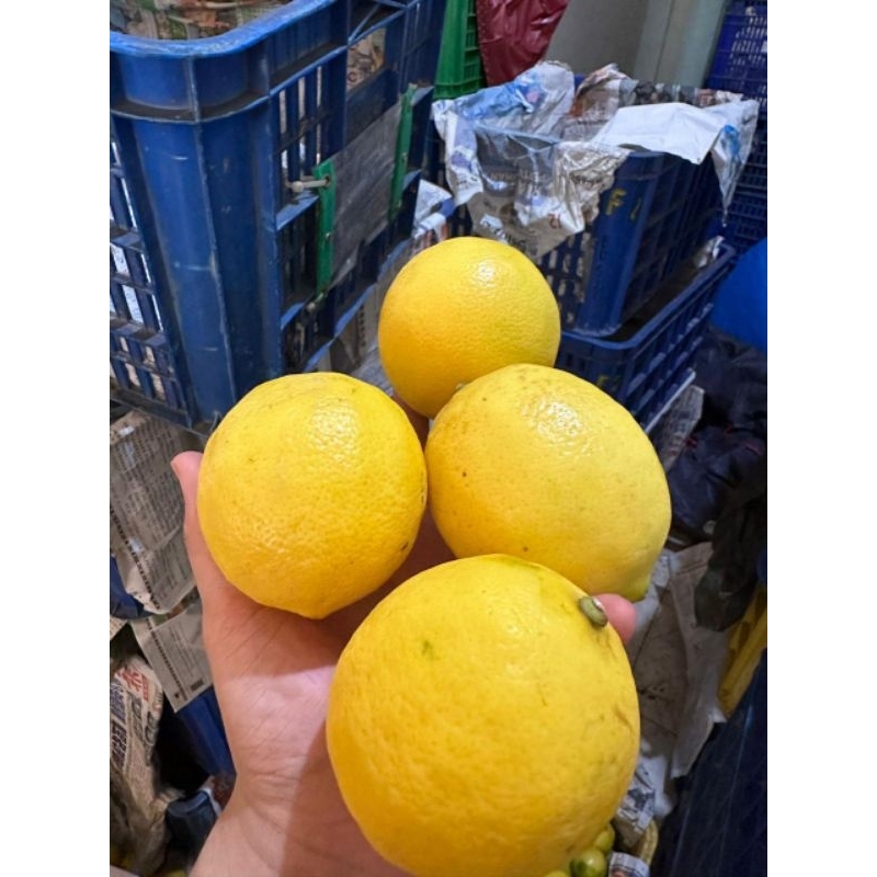 

Lemon California Pilihan fresh 1kg (isi 6-9 buah)