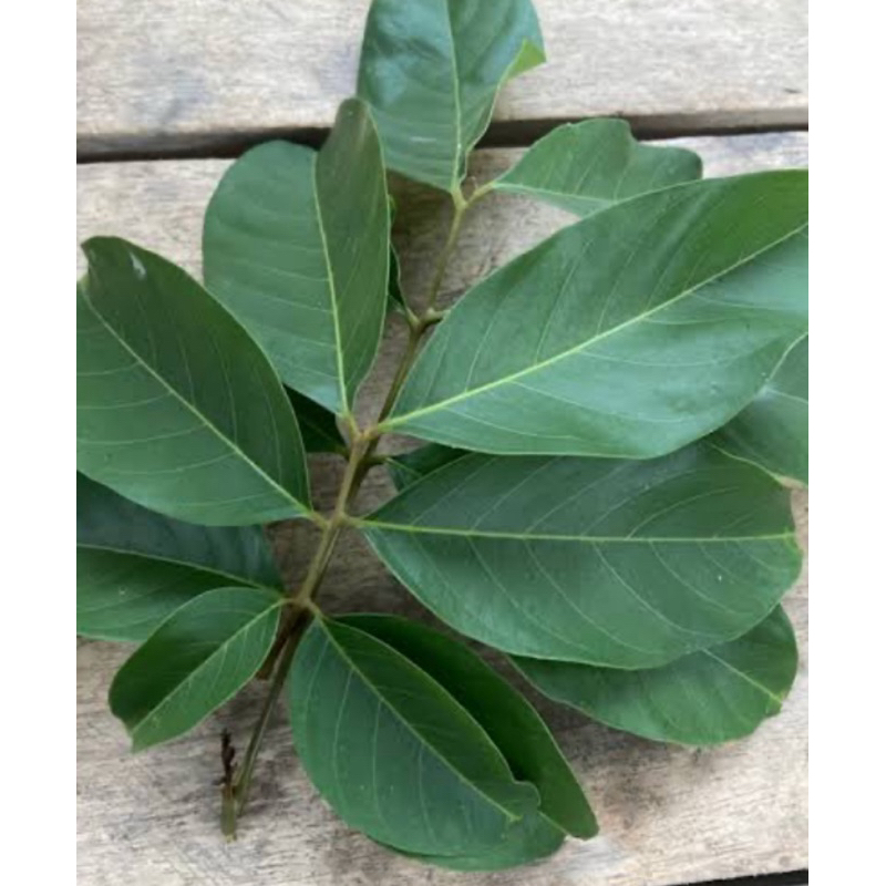 

Daun rambutan segar petik langsung 500 gram-az