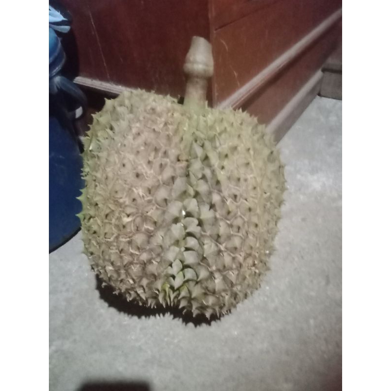 

DURIAN AKKIA