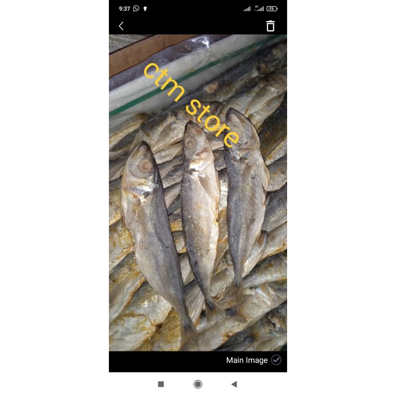 

ikan asin bolocot 250g