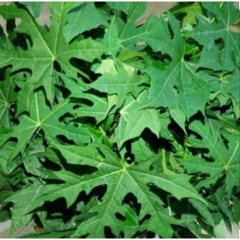 

Daun Gedi / Daun Pepaya Jepang segar fresh