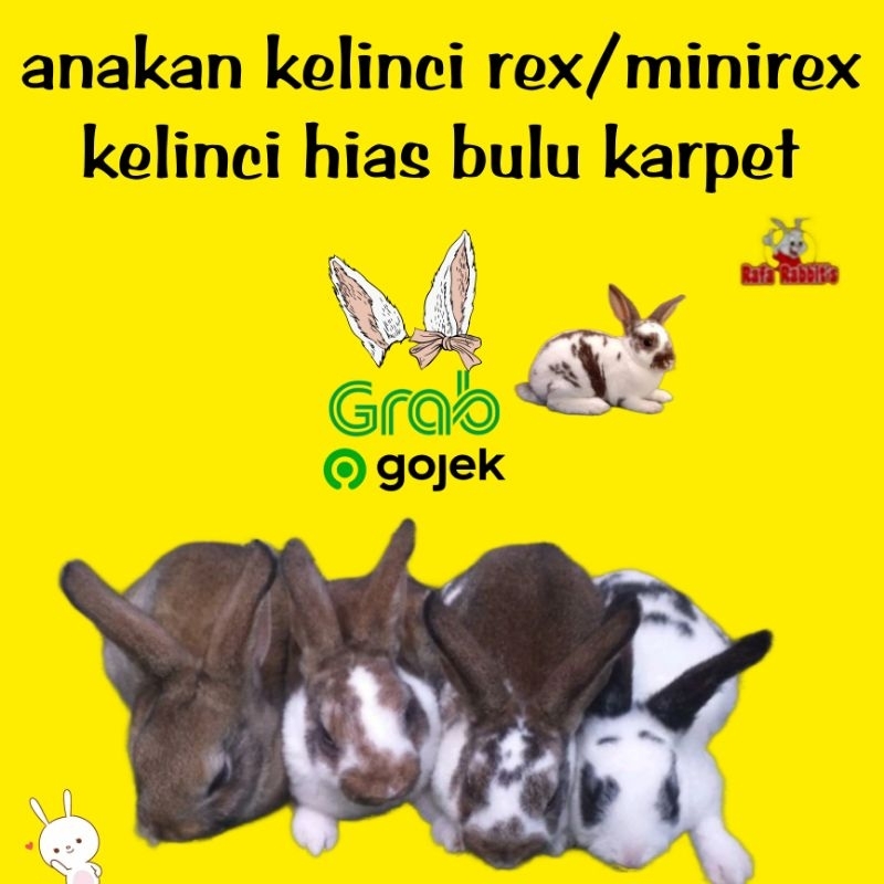 anakan kelinci hias jenis rex bulu karpet lucu jenis kelinci kuat cocok untuk anak anak
