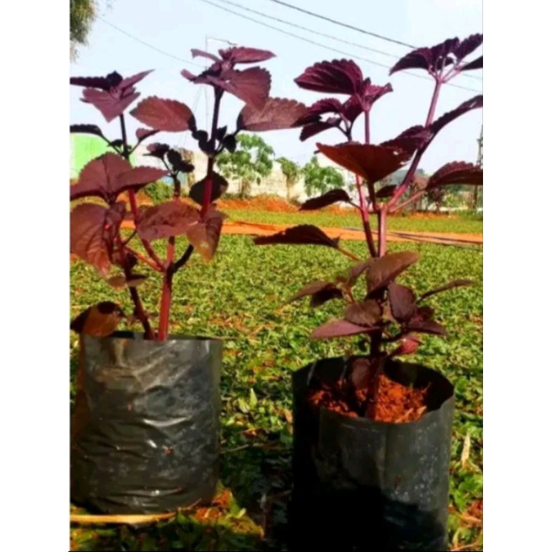 

Jual daun miyana / iler ileran daun jawer kotok daun merah 1kg