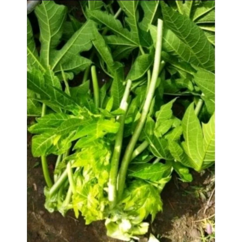 

Jual daun pepaya atau daun gedi segar 1kg