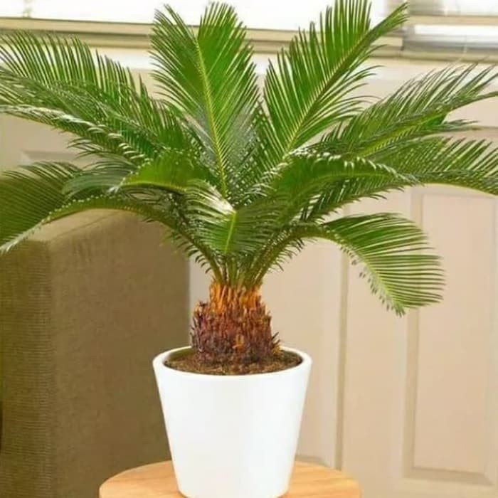 24. Tanaman Hias Sikas/ Pohon Sikas/ Pakis Haji/ Palem