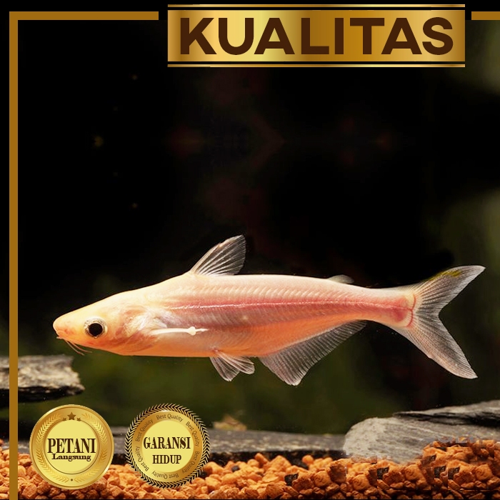 Patin Albino (isi 2) Ikan Hias Aquascape Hiasan Kolam / Aquarium Tanaman Air