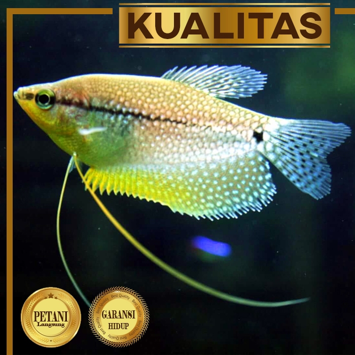 Sepat Mutiara Ikan Hias Aquascape Hiasan Aquarium Tanaman Air Tawar