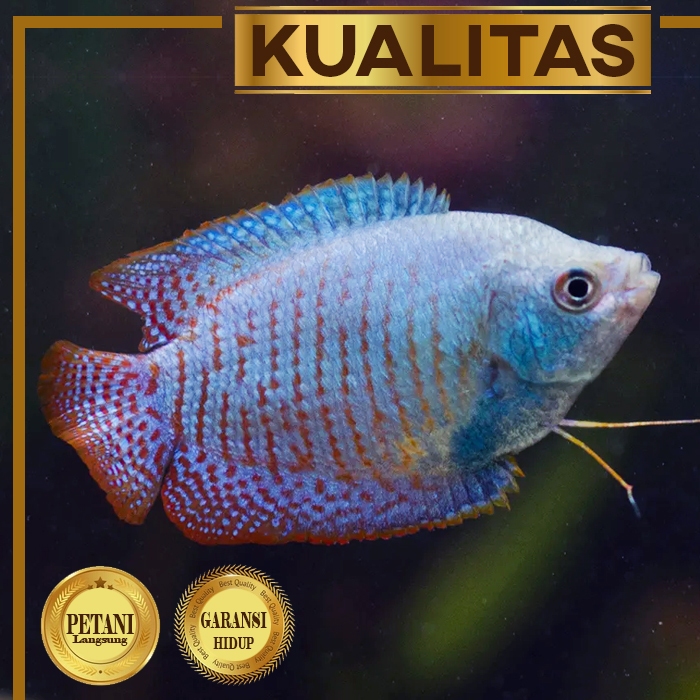 Sepat Lalius Ikan Hias Dwarf Gourami Air Tawar Fire & Ice Merah Biru