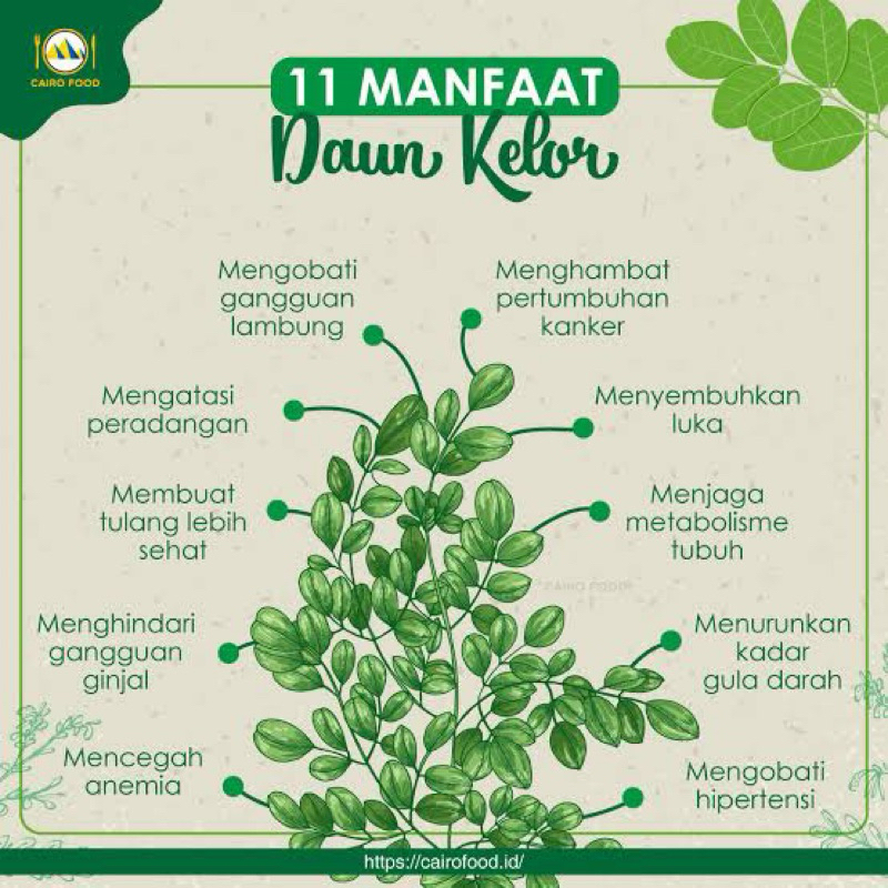 

teh daun kelor