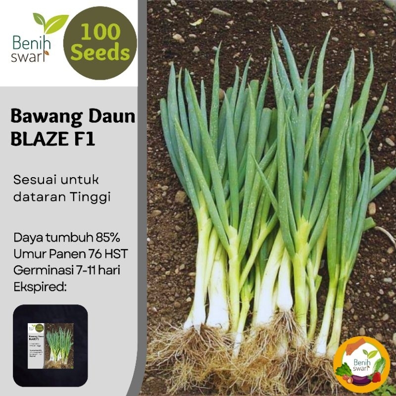 Benih Swari: (isi 100 butir) Benih Bawang Daun / Daun Bawang BLAZE F1