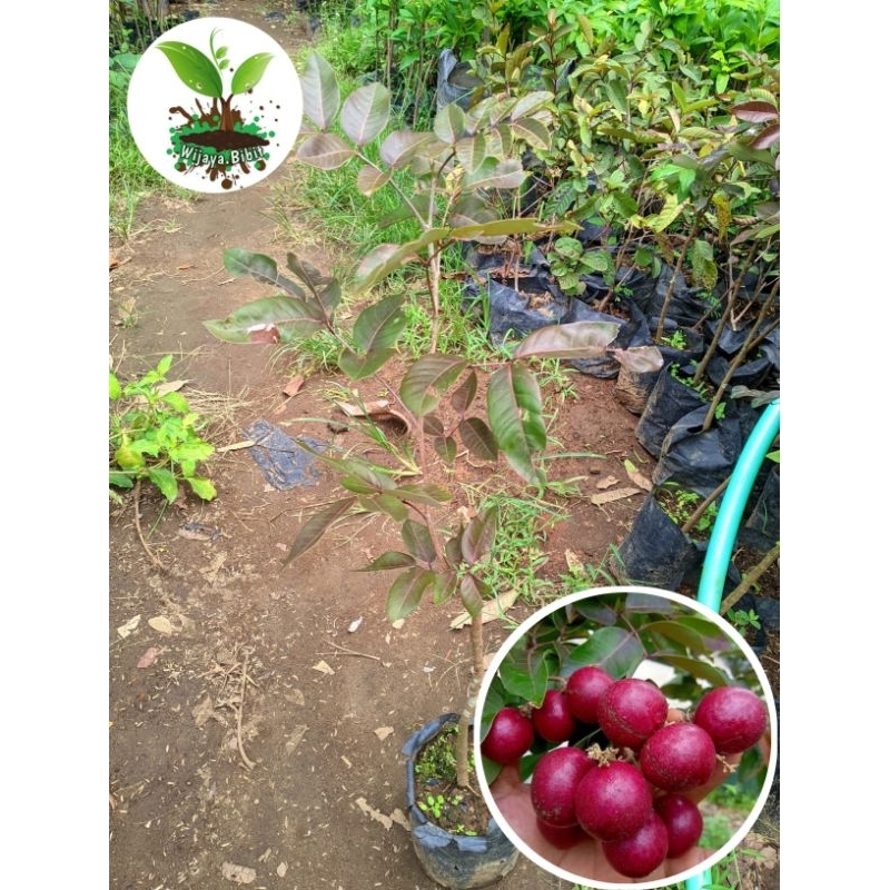 BIBIT KELENGKENG MERAH 1 METER, HASIL OKULASI