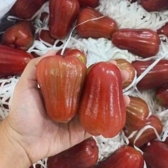 

BUAH JAMBU AIR KING RED DENMARK SUPER SWEET FRESH 1 KG