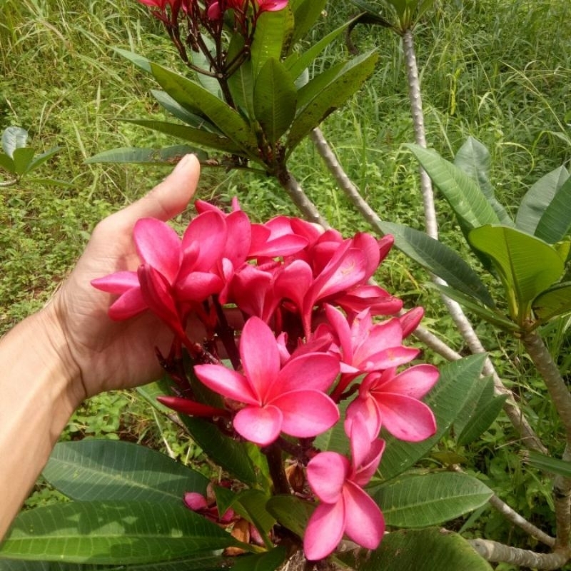 TANAMAN HIAS KAMBOJA BALI PINK
