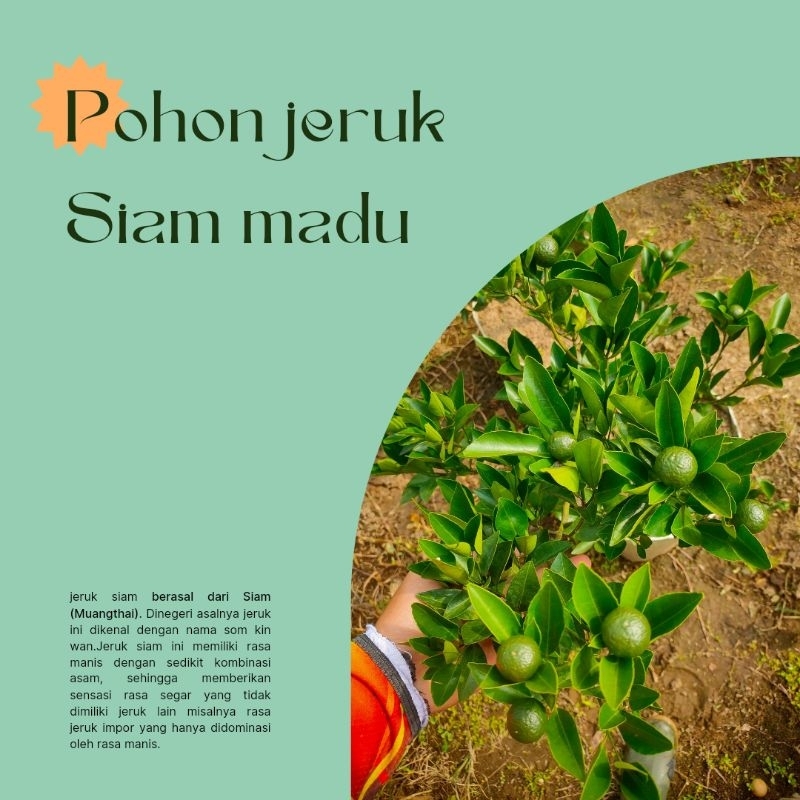 

JERUK SIAM MADU (JERUK MANIS)