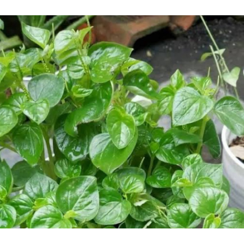 

Daun suruhan daun sirih cina daun ketumpang air 1 kg-az