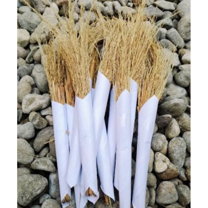 Jerami ketan hitam / merang ketan hitam perikat-az