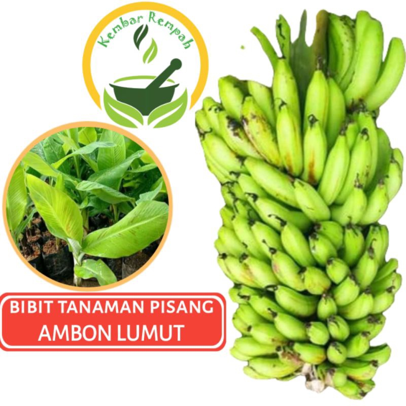 Bibit Pohon Pisang Ambon Lumut Tanaman Pisang Ambon Lumut
