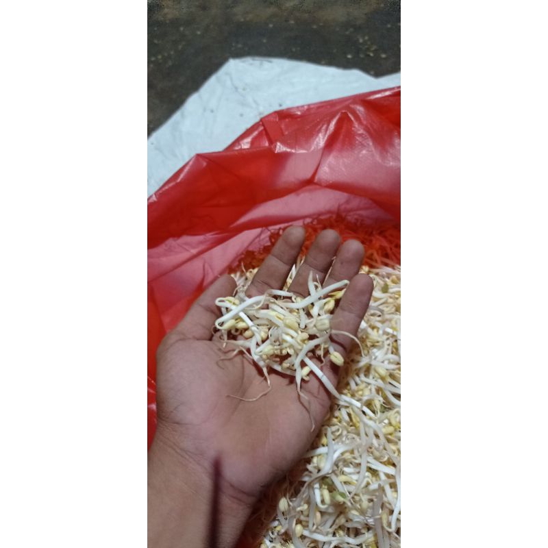 

Toge / Kecambah Alami, temani diet N bantu Program Hamil