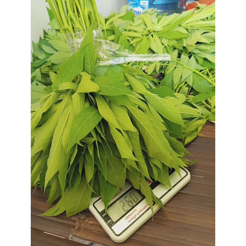 

Daun singkong muda fresh langsung petik dari pohonnya 250g