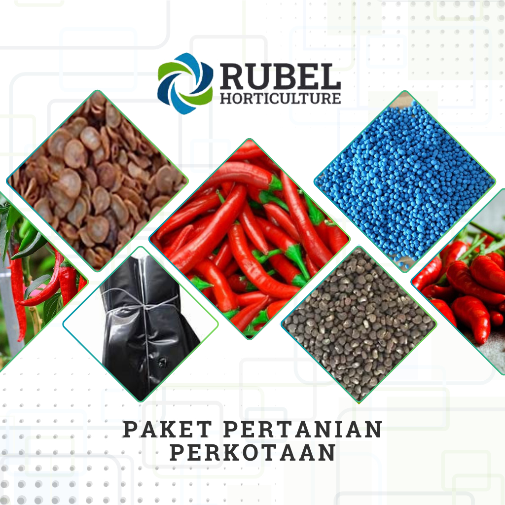 

Paket Pertanian Perkotaan - Paket Lengkap Siap Berkebun/Bertani Di Daerah Perkotaan Atau Lahan Sempit - Benih Cabai Rawit Unggul - RUBEL HORTIKULTURE