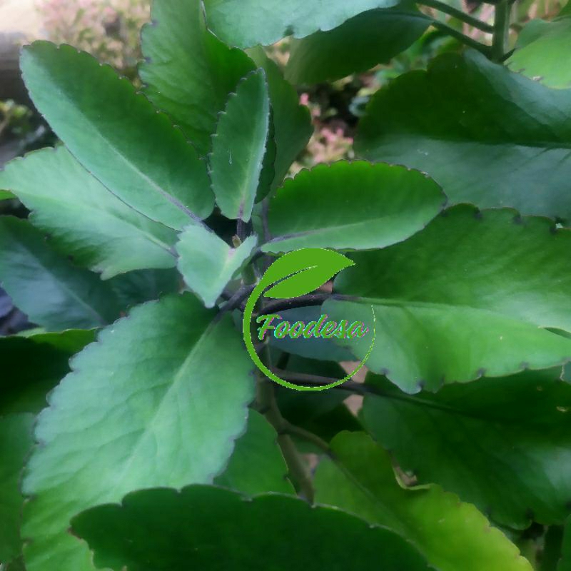 

Daun cocor bebek organik / daun tibo urip obat herbal sosor bebek