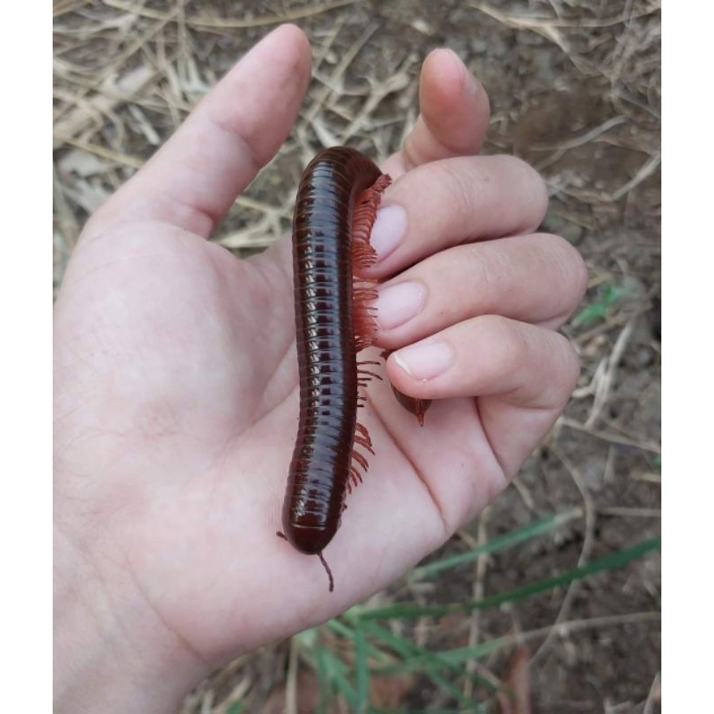 HEWAN GONGGO/KAKI SERIBU/LUWE/MILIPEDE ASLI DESA ALAMI FRESH HIDUP