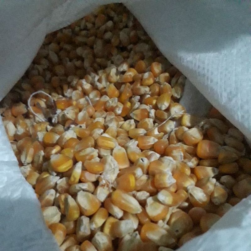 

Jagung pipil kering 1kg