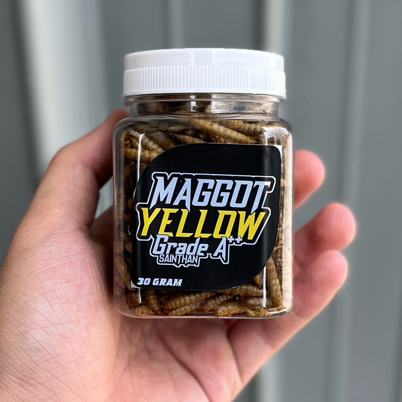 Maggot Yellow, Blue, Red SaintHan Grade A++ (Kemasan Baru) untuk Channa Ys, Maru, Auranti, Blue Pulc