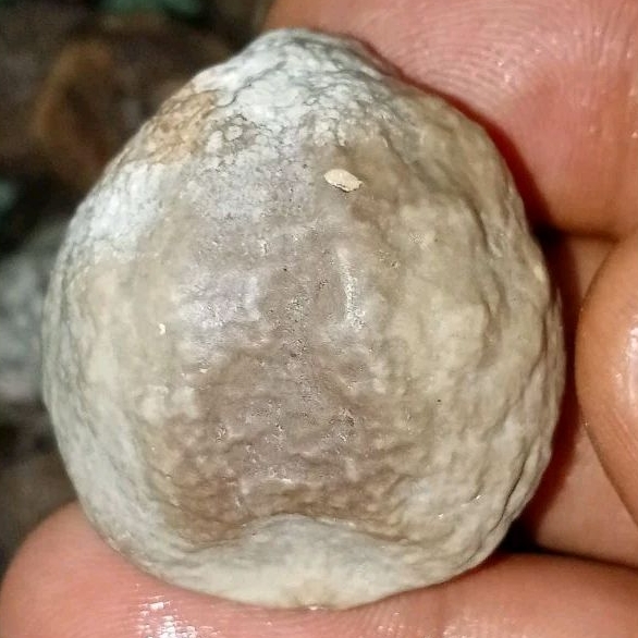 muncang adu murah ETI ori garut/Mayit jalim jawa ori yanti 4G super nyonyo