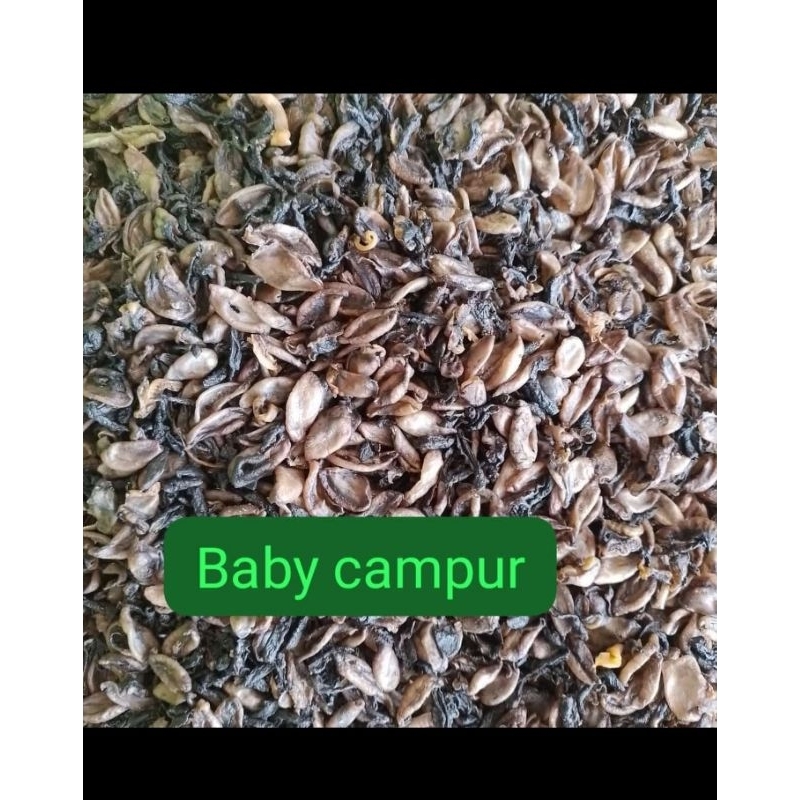 

Krupuk Baby Campur Mentah