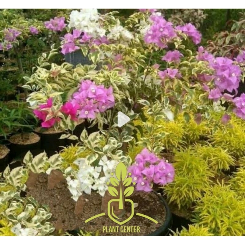 Tanaman Hias Bunga Bougenville Variegata Kembang Kertas 3 Warna - Bunga Bugenvil Kembang Kertas 3 Wa