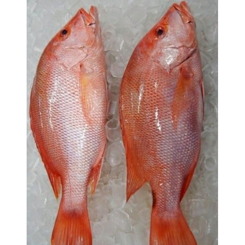 

BERBAGAI IKAN FRESH! KAKAP MERAH - CAKALANG - TUNA - SALMON - TENGGIRI - MACKAREL - KERAPU - BAWAL HITAM PUTIH - BARONANG - PATIN - BANDENG - GURAMI - MUJAIR - WADER - TERI - UDANG - CUMI - PINDANG -TONGKOL - READY SURABAYA