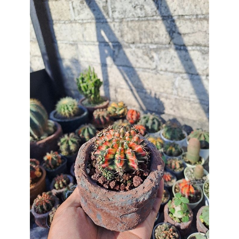 Kaktus Gymno Multicolor