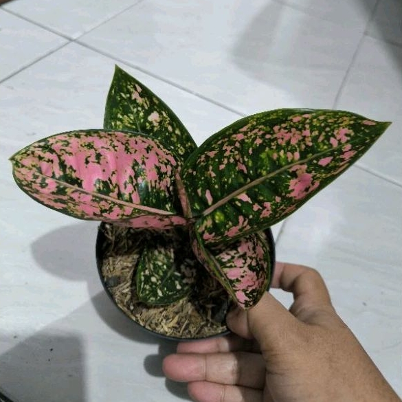 Aglonema Ruby Compakta