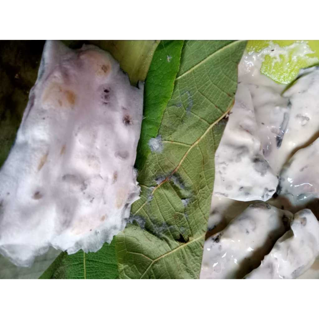 

tempe benguk wonogiri isi 15 tempe