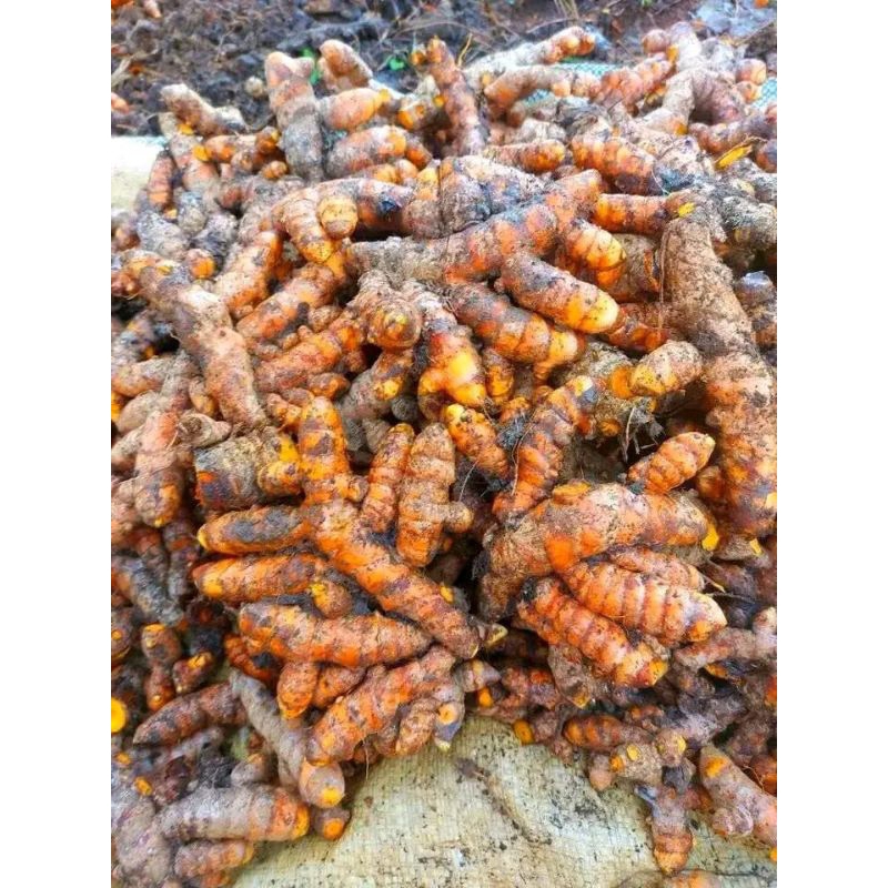 

kunyit/kunir 500gm