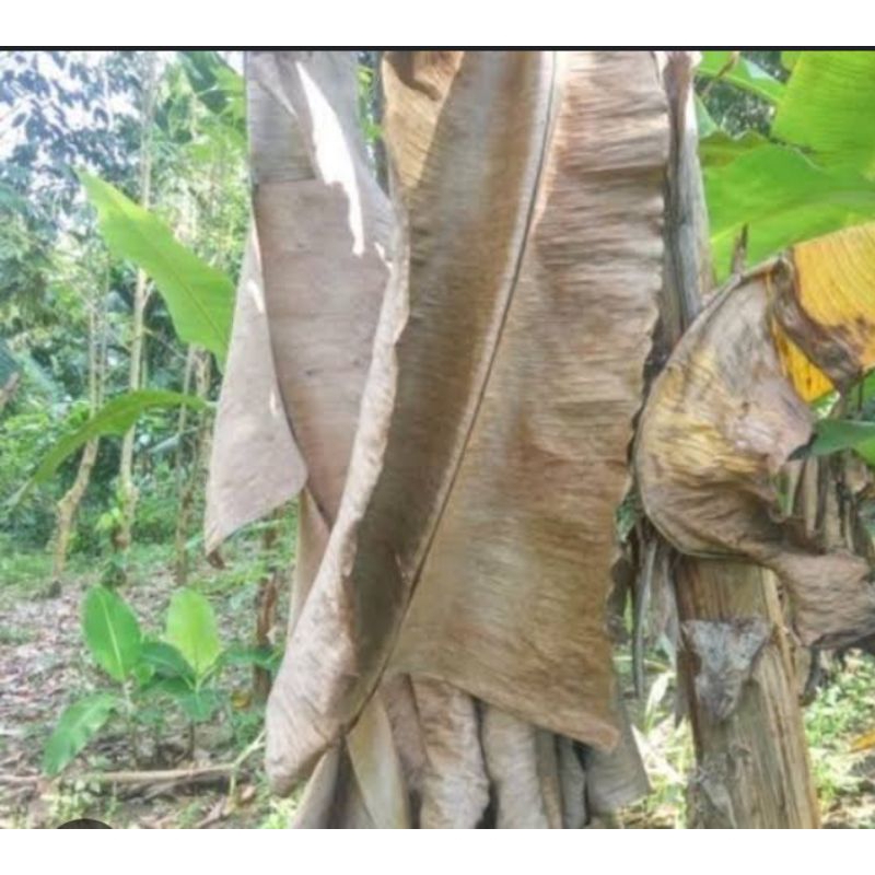 

Jual daun hijau dari tanaman tumbuhan botani pisang kering 1 KG untuk herbal redakan demam dll