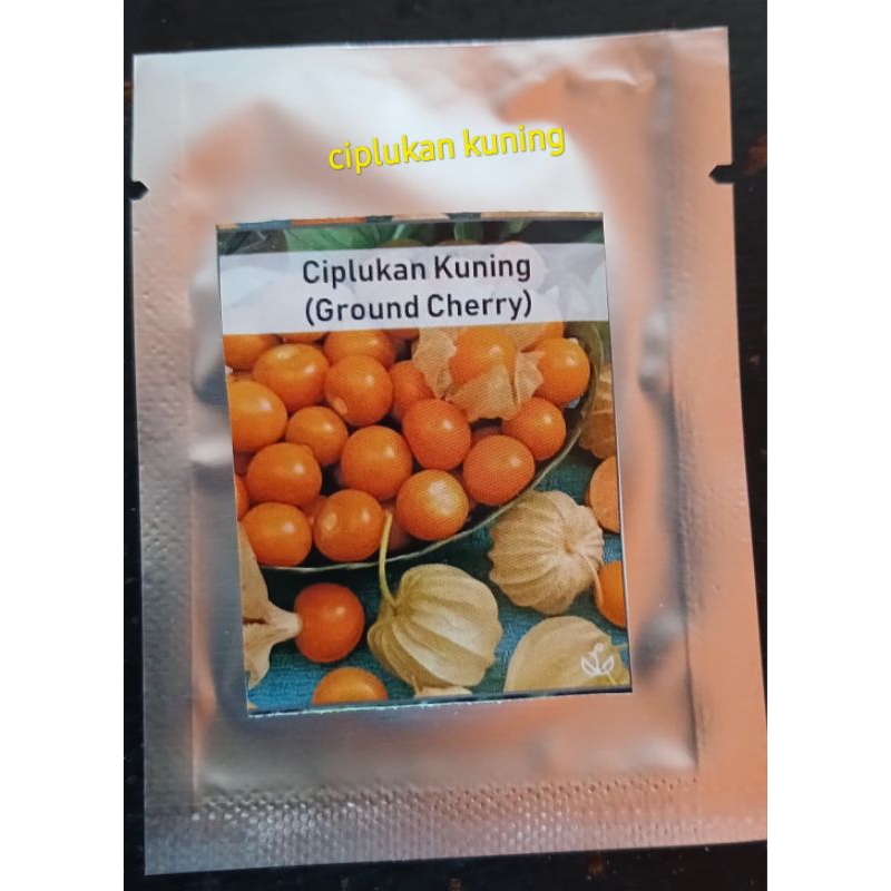 Bibit benih CIPLUKAN  kuning/Golden Berry