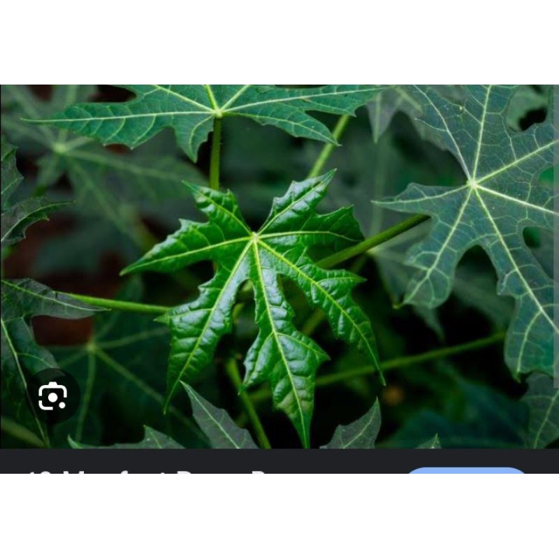 

PROMO DAUN PEPAYA JEPANG meningkatkan produksi sel darah merah FRESH SEGAR BARU PETIK