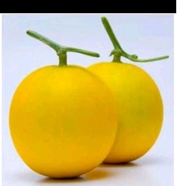 Benih Melon Golden isi 8 benih